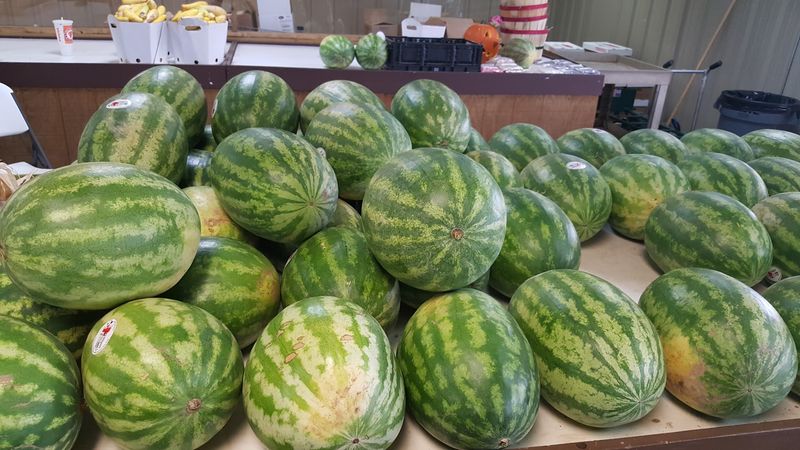 Watermelon Selection Done the Right Way Watermelon Selection Done the Right Way