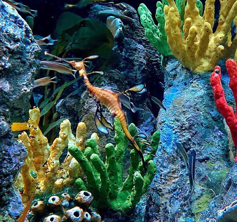 Weedy Seadragon Weedy Seadragon