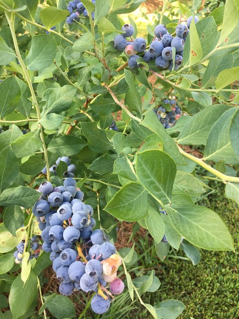 Wendell Blueberry Farm - Wendell, North Carolina Wendell Blueberry Farm - Wendell, North Carolina