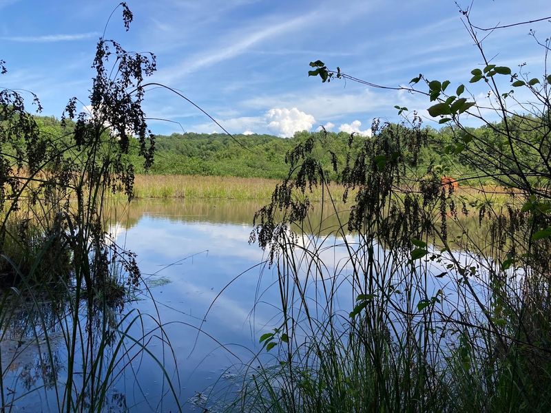 Wetlands, Boardwalks, and the Birds That Reward Patient Visitors