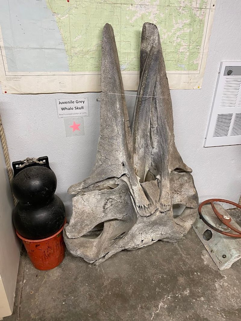 Whale Bones And Natural Fossils From Pacific Beaches Whale Bones And Natural Fossils From Pacific Beaches