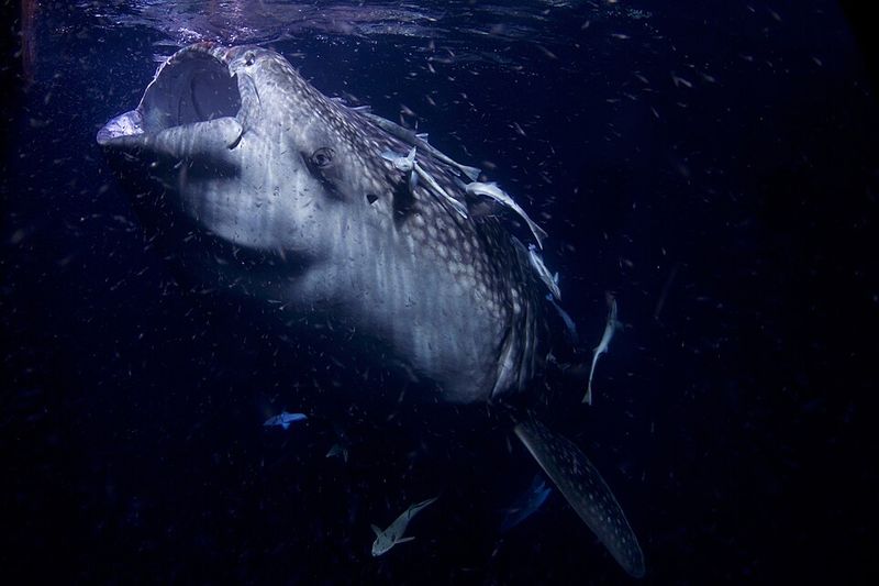 Whale Shark Whale Shark