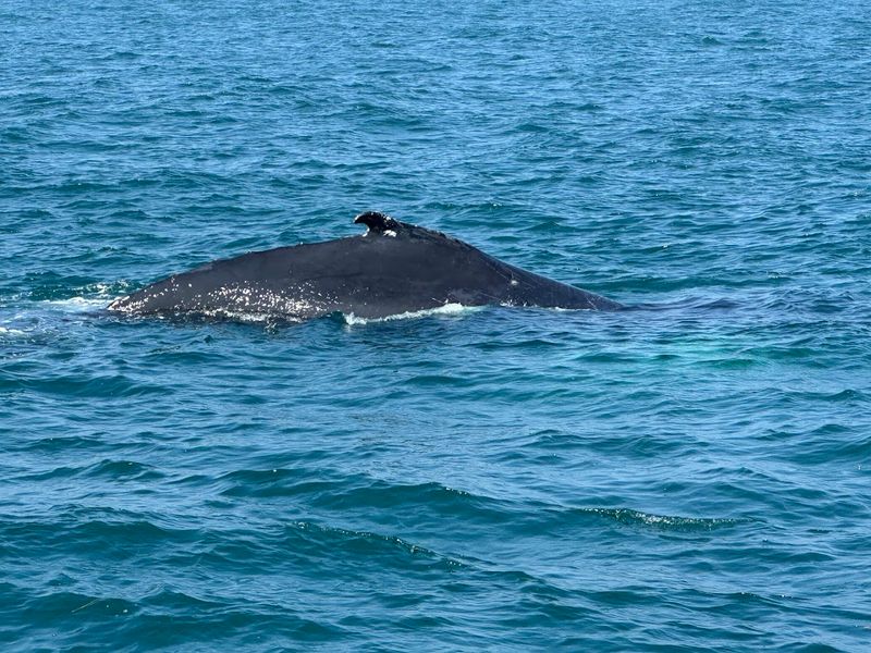 Whale Watching on Plymouth Bay Whale Watching on Plymouth Bay