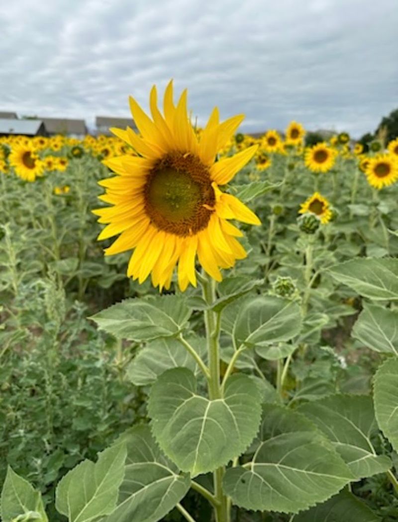 What August Looks Like When the Sunflowers Peak What August Looks Like When the Sunflowers Peak