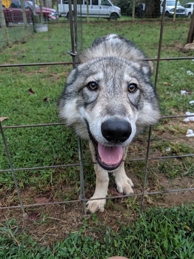 What Exactly Is a Wolfdog What Exactly Is a Wolfdog
