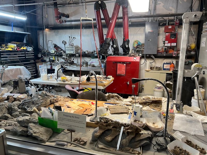 What Happens Inside the Fossil Preparation Lab What Happens Inside the Fossil Preparation Lab