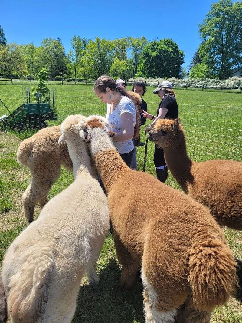 What It Actually Feels Like to Walk Into the Alpaca Field What It Actually Feels Like to Walk Into the Alpaca Field