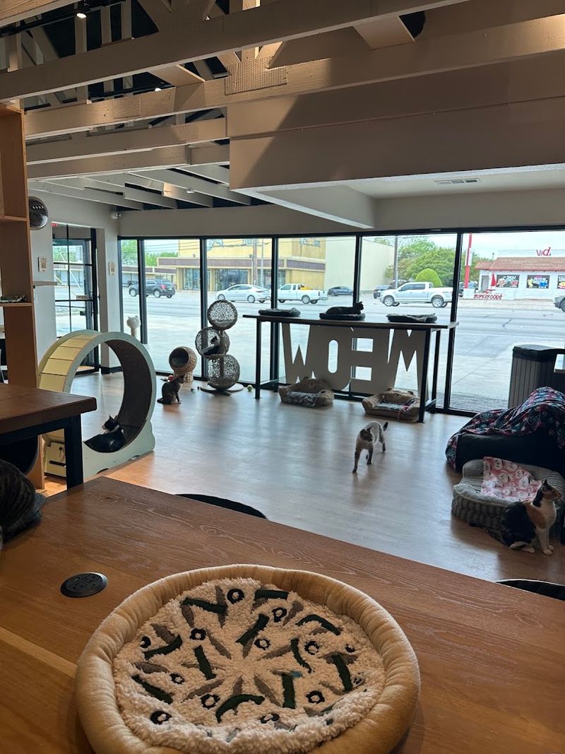 What Makes It Different From Other Cat Cafés