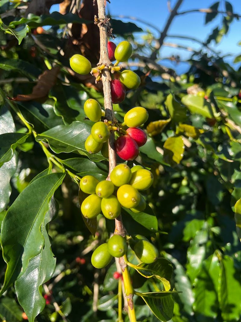 What Makes Kona Coffee Different From Every Other Cup