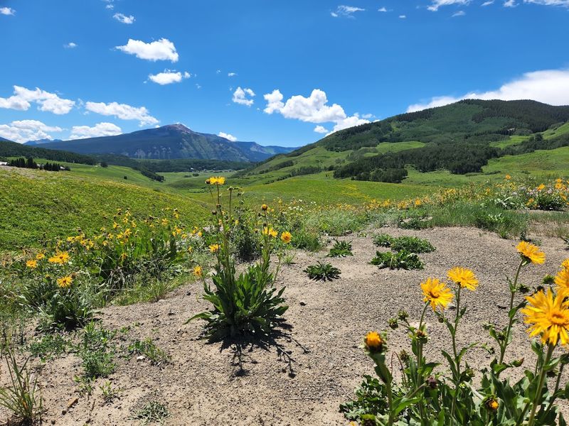 What Makes the Wildflowers So Extraordinary Here