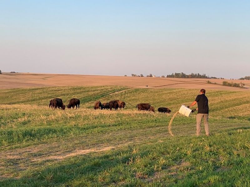 What Sunset Hills Bison Ranch Actually Is