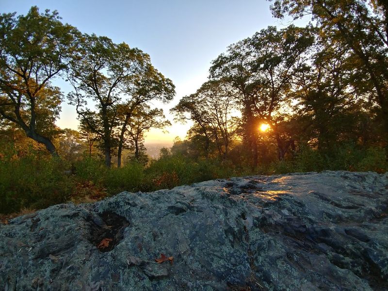 What The Forest Itself Looks And Feels Like What The Forest Itself Looks And Feels Like