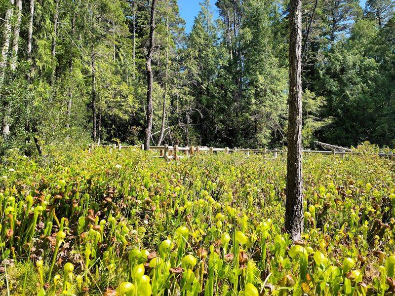 What the Bog Looks Like Up Close and in Every Season What the Bog Looks Like Up Close and in Every Season