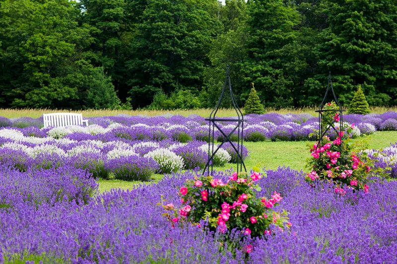 What the Fields Actually Look Like