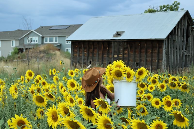 What the Sunflower Fields Actually Look Like Up Close What the Sunflower Fields Actually Look Like Up Close