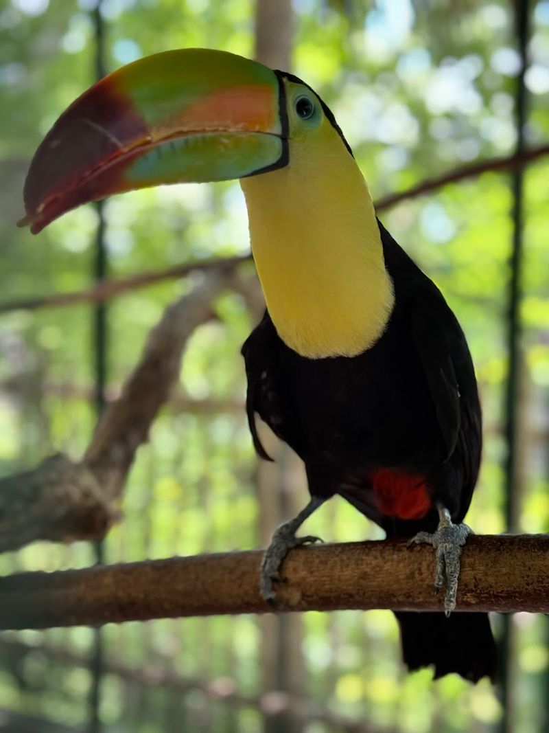 What the Toucans and Exotic Species Add to the Mix What the Toucans and Exotic Species Add to the Mix