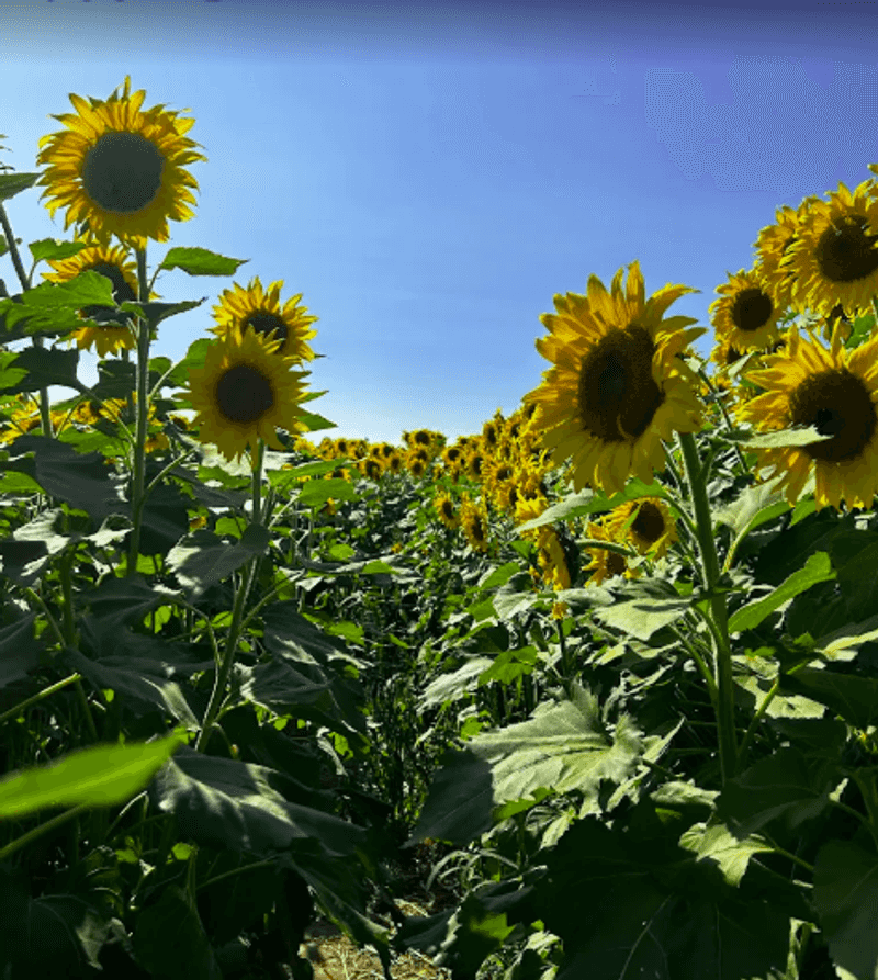 What to Know About the Sunflower Field Walk What to Know About the Sunflower Field Walk