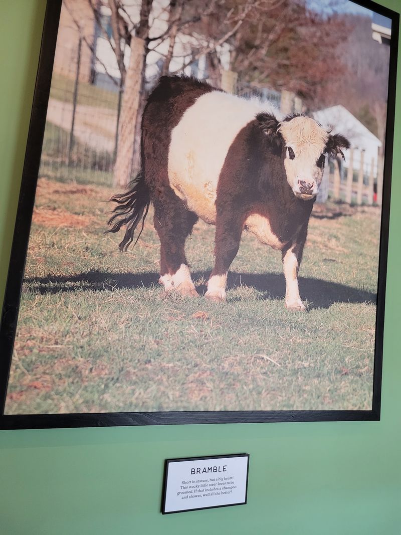 Where Belties Gets Its Name Where Belties Gets Its Name