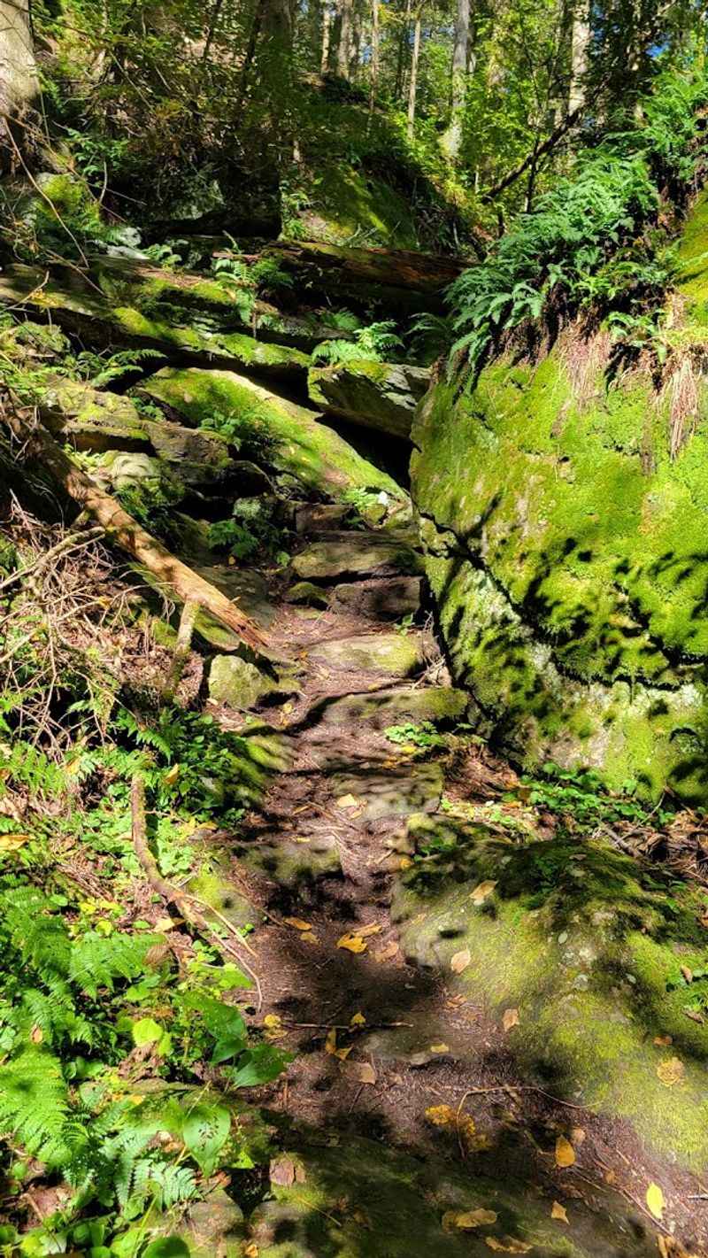 Where Exactly This Mossy Maze Begins