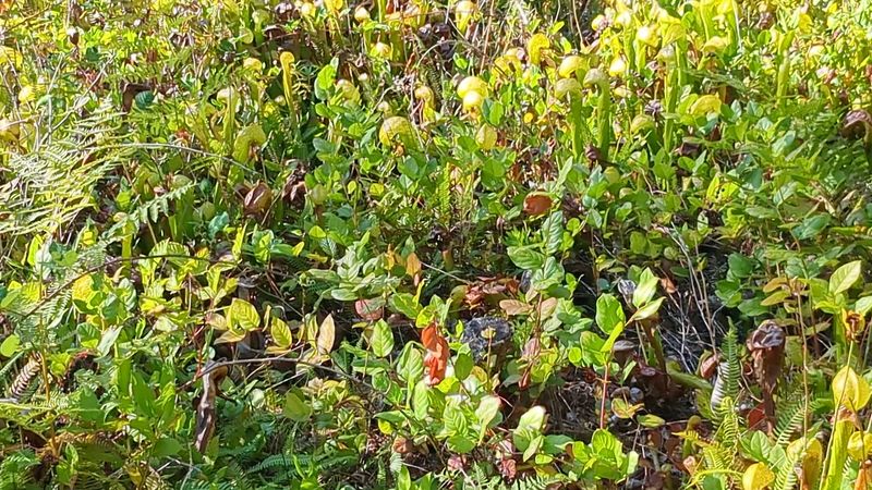 Where Exactly You Will Find This Botanical Wonder Where Exactly You Will Find This Botanical Wonder