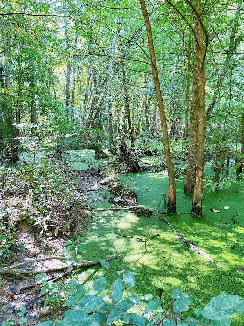 Where Exactly You Will Find This Hidden Swamp Where Exactly You Will Find This Hidden Swamp