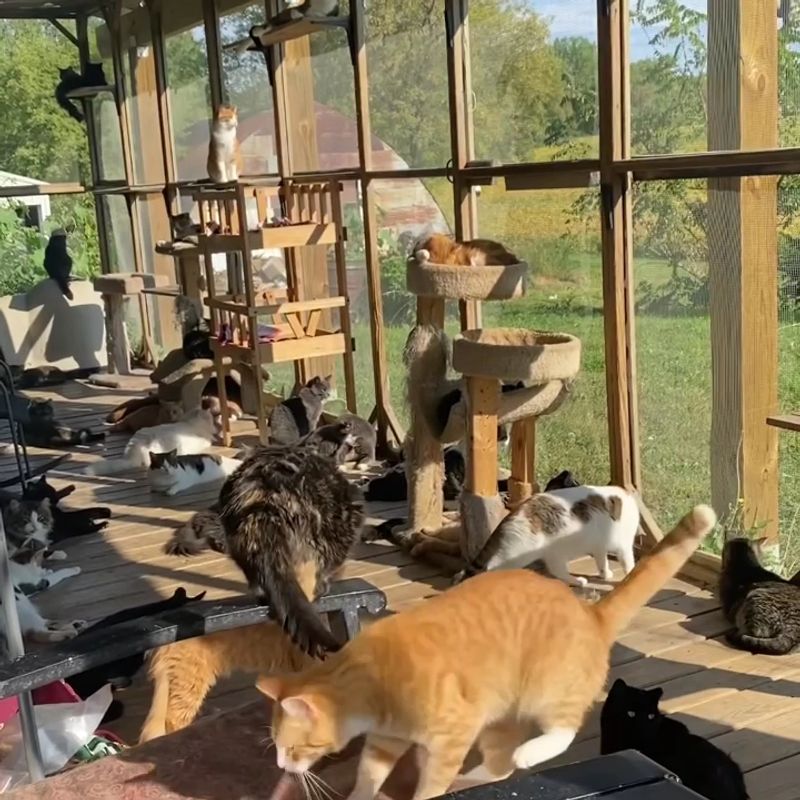 Where It All Began: The Humble Origins of Furball Farm Where It All Began: The Humble Origins of Furball Farm