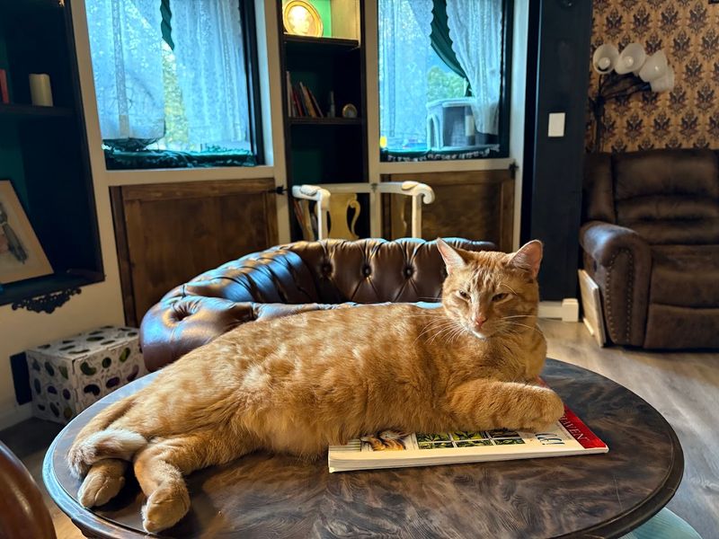 Where Rescue Cats Come First Where Rescue Cats Come First