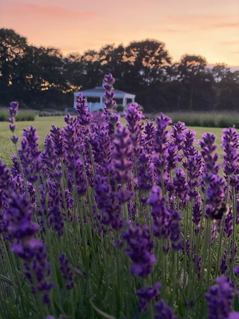 Where This Purple Paradise Actually Lives