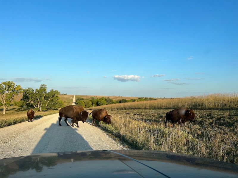 Where the Bison Actually Are and How to Find Them Where the Bison Actually Are and How to Find Them