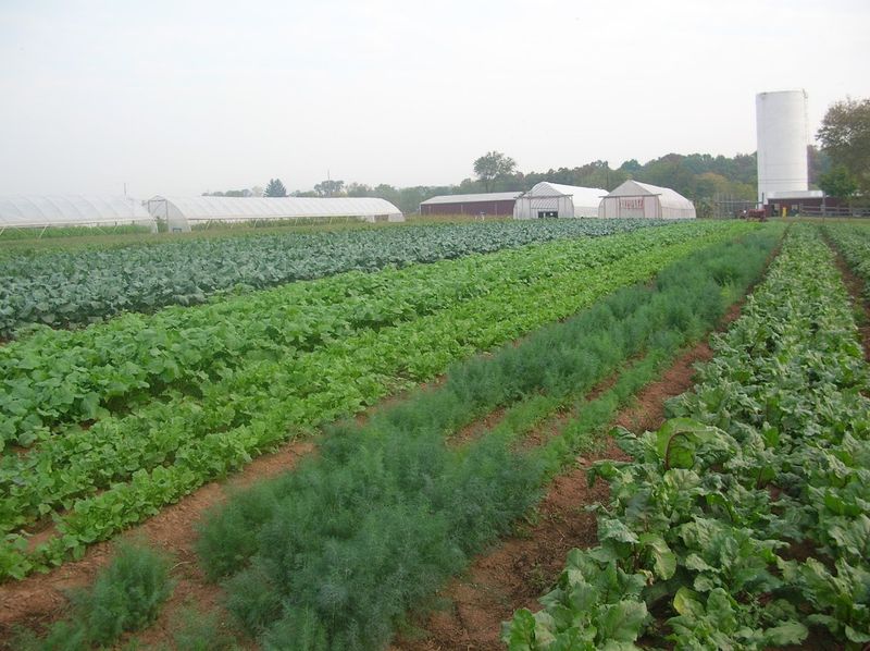 Where the Farm Began: Address, Roots, and the Road to Organic Where the Farm Began: Address, Roots, and the Road to Organic
