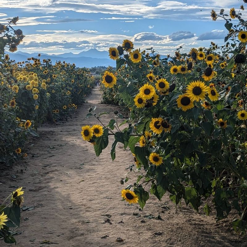 Where the Sunflower Field Actually Lives Where the Sunflower Field Actually Lives