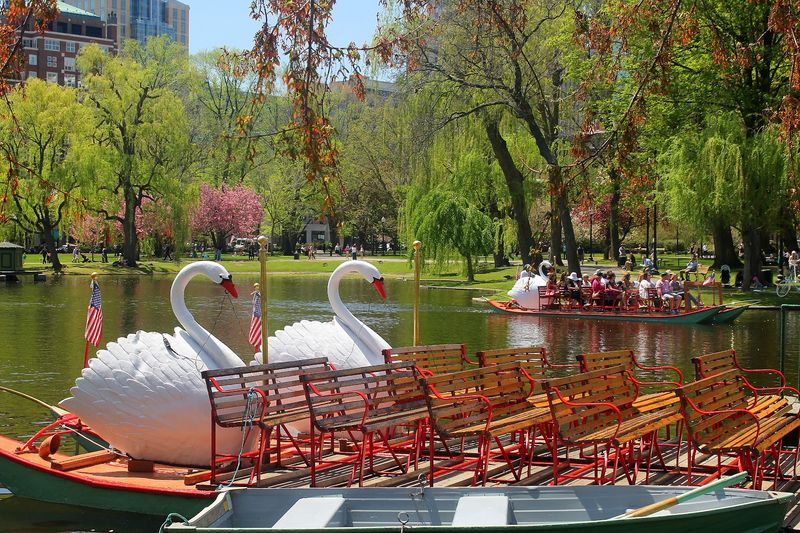 Where the Swan Boats Call Home Where the Swan Boats Call Home