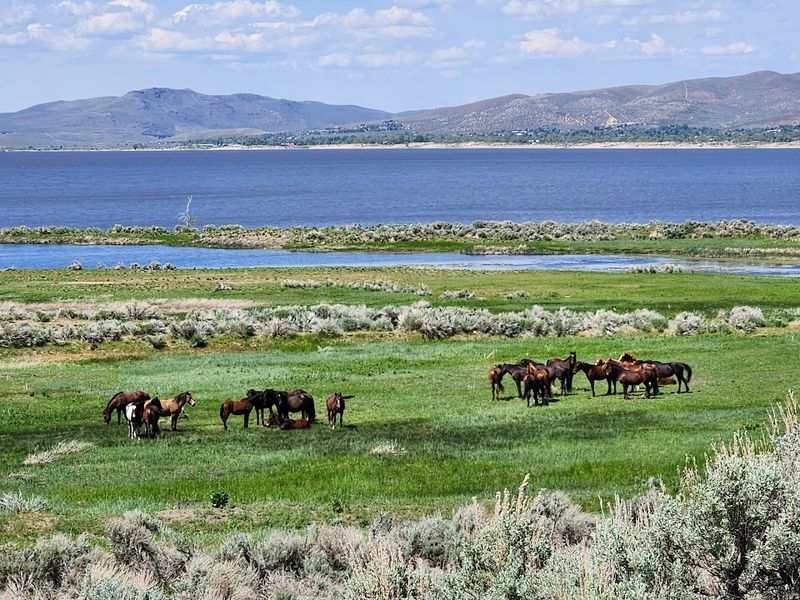 Where the Wild Horses Come to Drink Where the Wild Horses Come to Drink