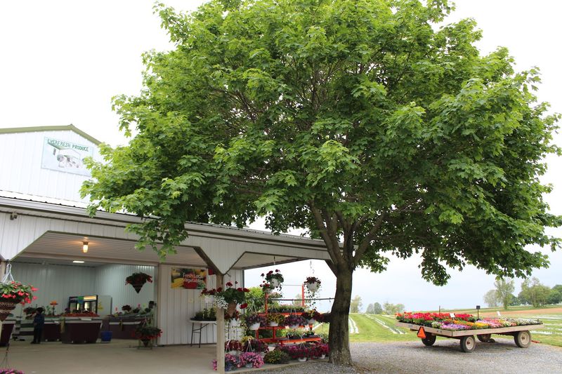 Where to Find This Flower-Filled Farm Where to Find This Flower-Filled Farm