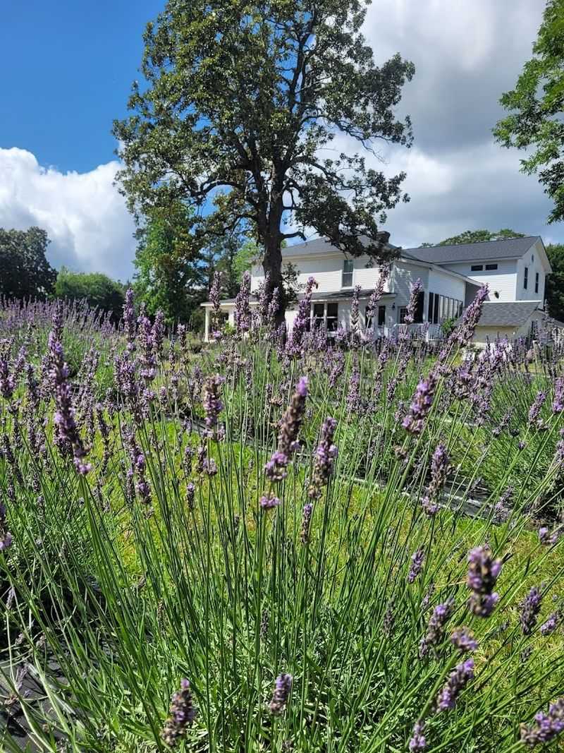 Where to Find This Lavender Escape Where to Find This Lavender Escape