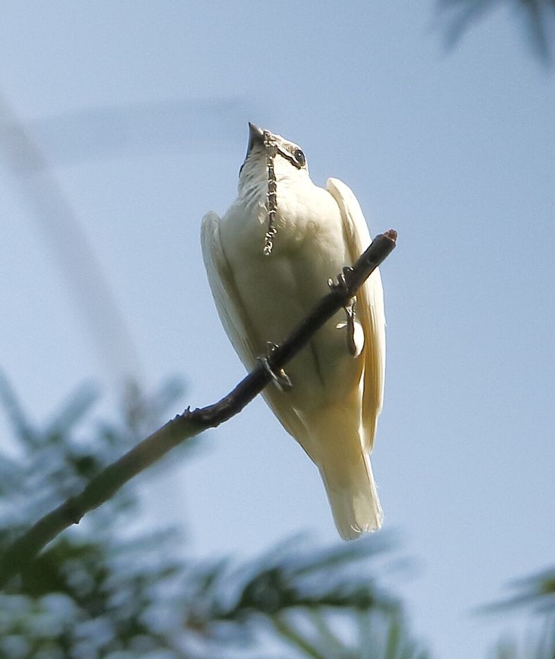 White Bellbird White Bellbird