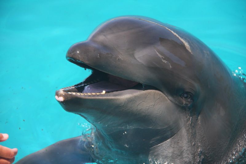 Wholphin