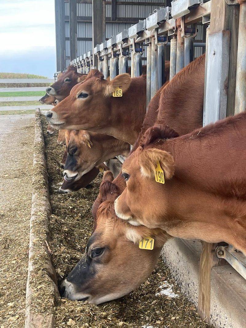 Why Jersey Cows Make All the Difference Why Jersey Cows Make All the Difference