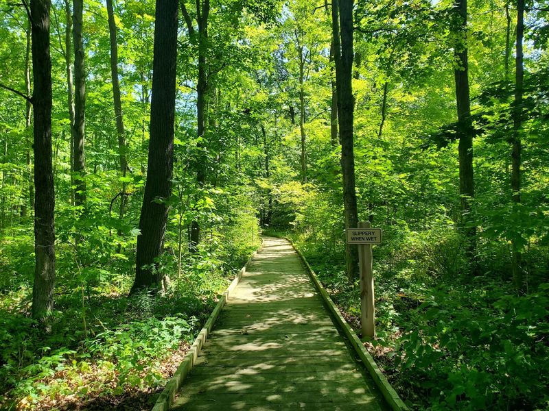 Why Old-Growth Forest Is So Rare in Ohio Why Old-Growth Forest Is So Rare in Ohio