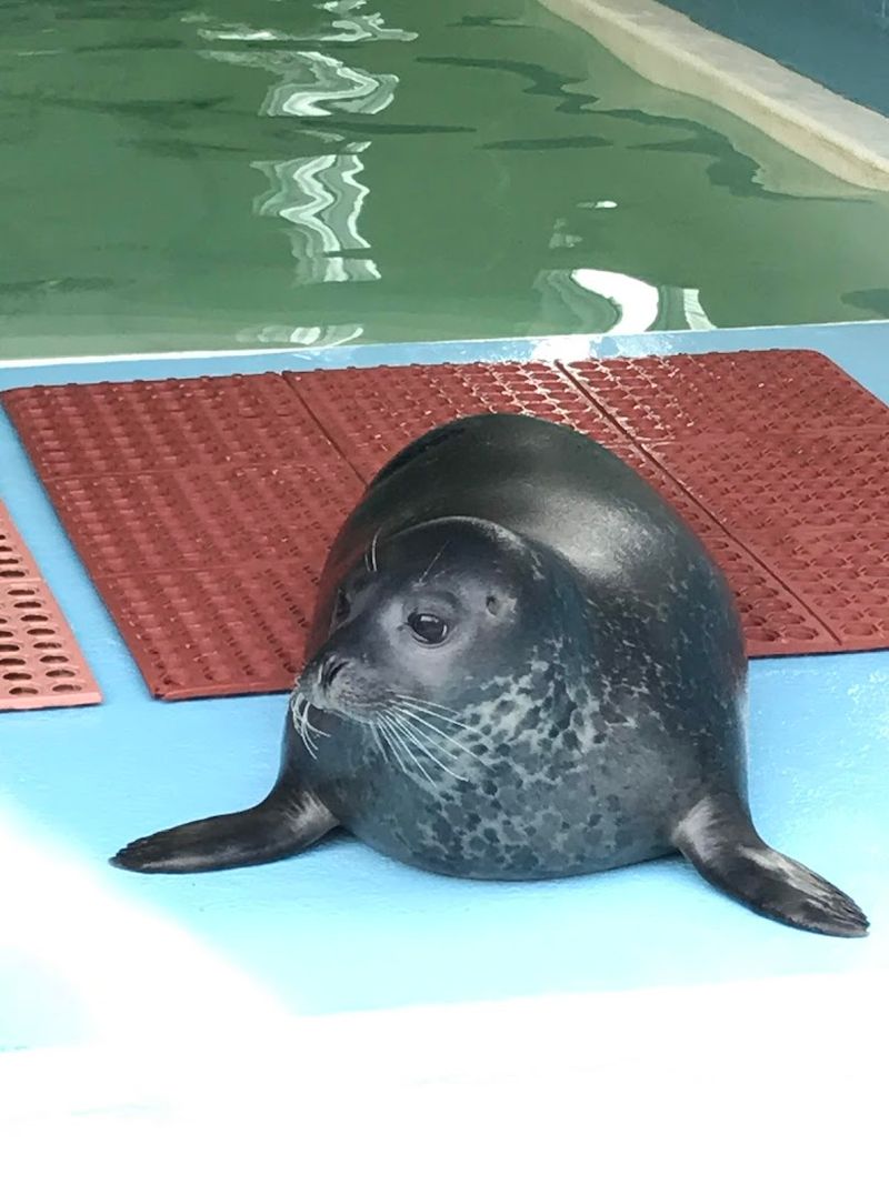 Why Seals Are the Center's Most Common Patients Why Seals Are the Center's Most Common Patients