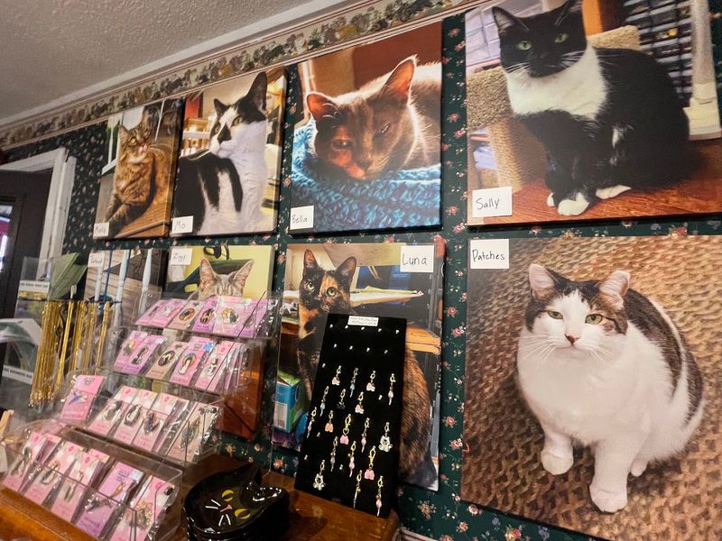 Why This Cottage Keeps Cat Lovers Coming Back Why This Cottage Keeps Cat Lovers Coming Back