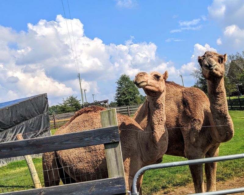 Why This Farm Deserves a Spot on Your Weekend List