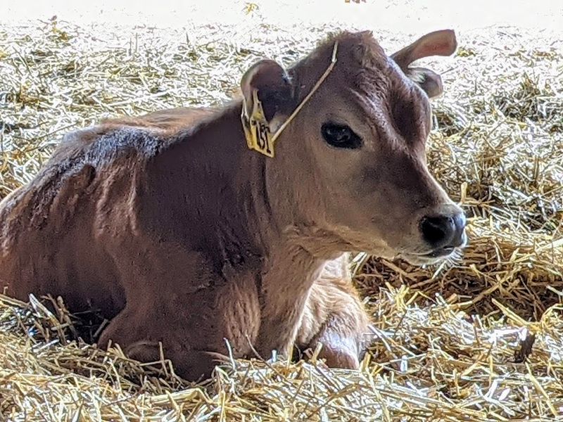 Why This Farm Keeps Drawing People Back