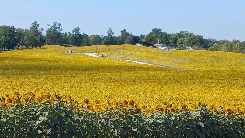 Why This Field Deserves a Spot on Your Late-Summer List Why This Field Deserves a Spot on Your Late-Summer List