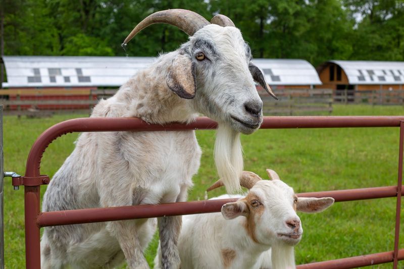 Why This Little Pittsboro Farm Stays With You Why This Little Pittsboro Farm Stays With You