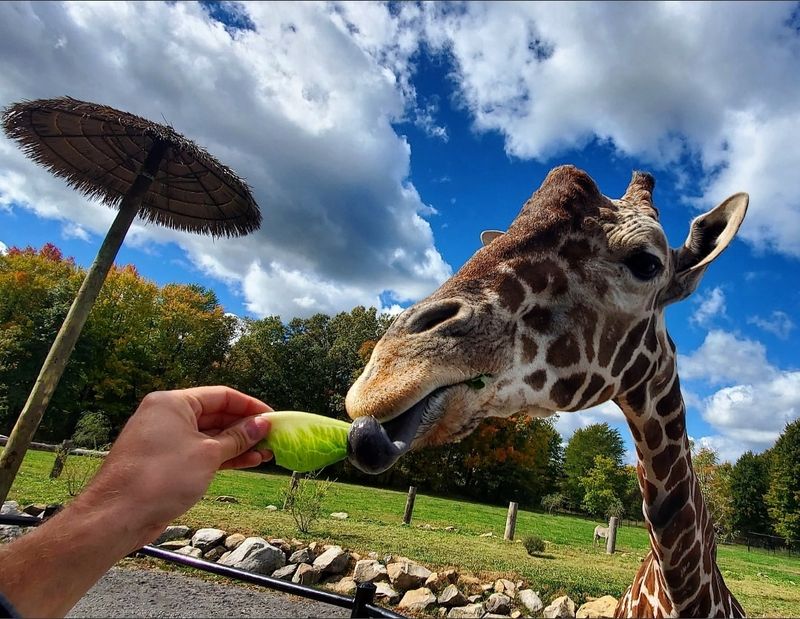 Why This Pennsylvania Safari Stays With You Long After You Leave Why This Pennsylvania Safari Stays With You Long After You Leave