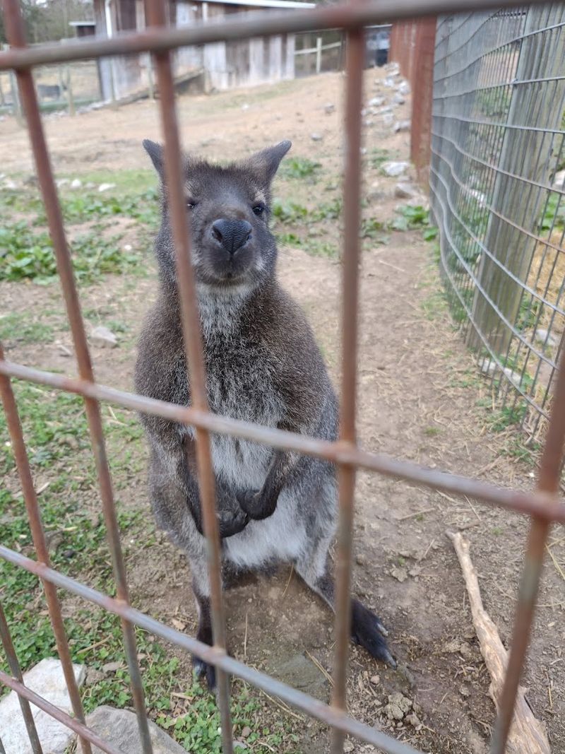 Why This Zoo Deserves More Attention