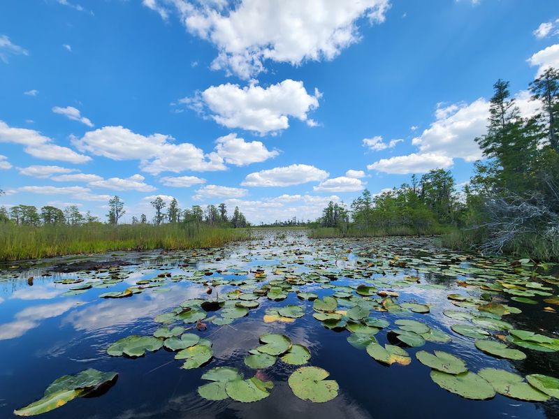 Why the Okefenokee Deserves More Attention Than It Gets Why the Okefenokee Deserves More Attention Than It Gets