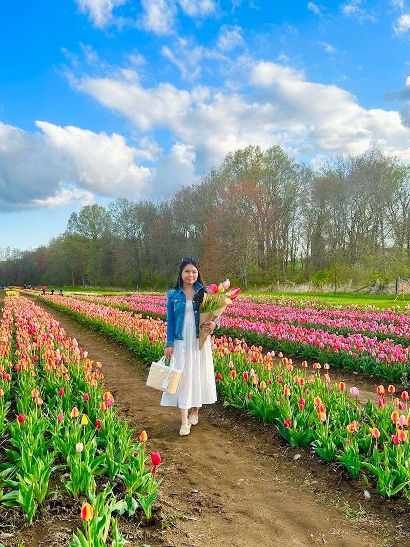 Wicked Tulips Flower Farm, Preston, Connecticut Wicked Tulips Flower Farm, Preston, Connecticut