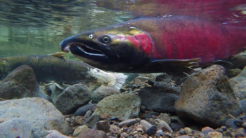 Wild Atlantic Salmon Wild Atlantic Salmon